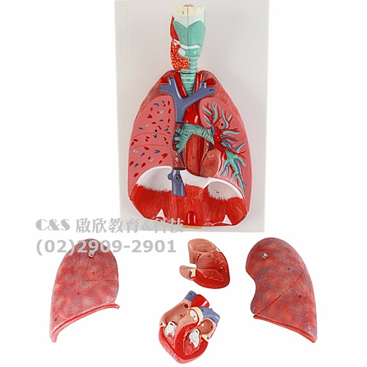 【呼吸系統】醫療級 3D 喉、心、肺模型 3/4大 7分解 具51個部位~數字標示解說