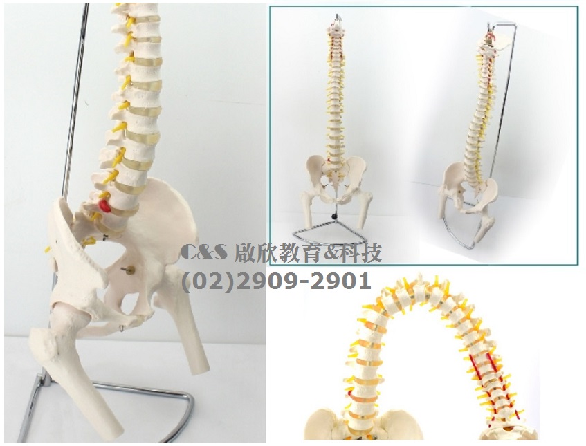 【脊柱/脊椎/盆股】模型 *醫療級 1：1 帶大腿骨(半截) 神經 展示支架
