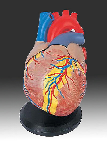【心臟】模型 1:1 四階段-血栓形成 2分解 - 關閉視窗 >> 可點按圖像