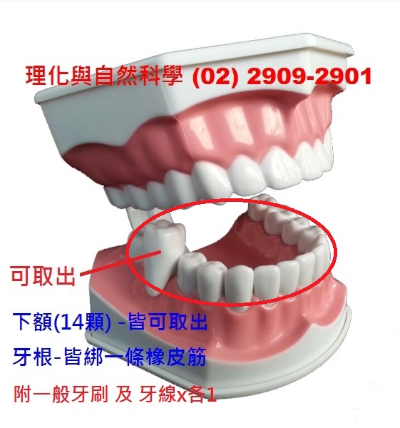【牙齒】模型 1:1.5 下排牙齒~具齒縫 *2合一示範教學* 教學牙刷 替代牙線