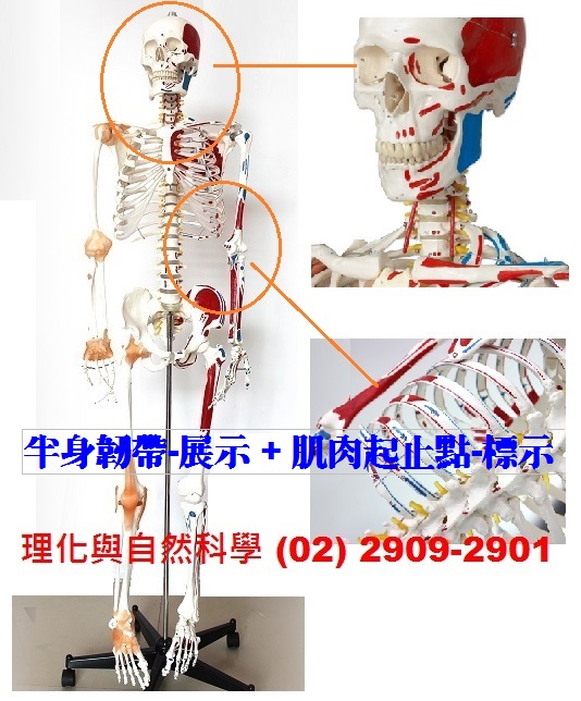 【人體骨骼】模型 *醫療級 *運動傷害防護教學 高175CM 全身(半身-肌肉起止點~標示解說&半身-具韌帶) 展示支架