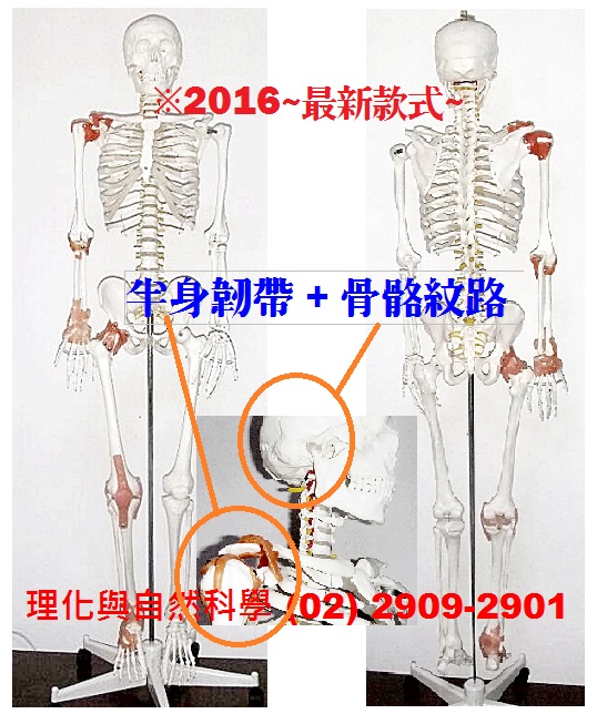 人體骨骼(全身 脊髓 頭顱...)~教學模型