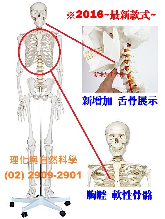 【人體骨骼】模型 *醫療級 高175CM 全身 展示支架