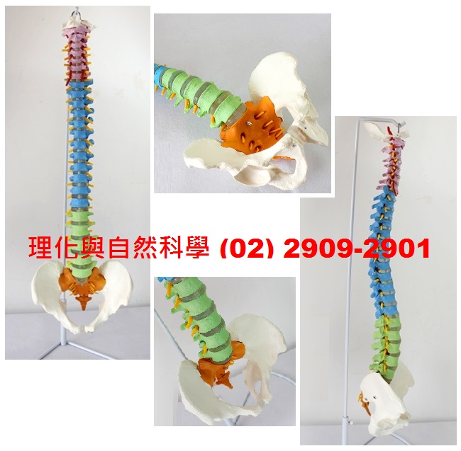 【脊柱/脊椎/盆股】模型 *醫療級 1：1 具神經&脊椎(四段-彩色部位) 展示支架