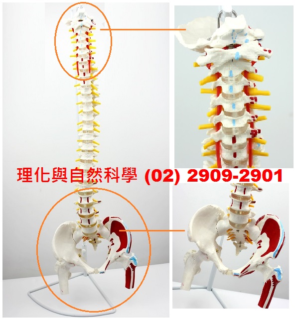 【脊柱/脊椎/盆股】模型 *醫療級 1：1 具大腿骨(半截) 神經&肌肉起止點(標示解說) 展示支架