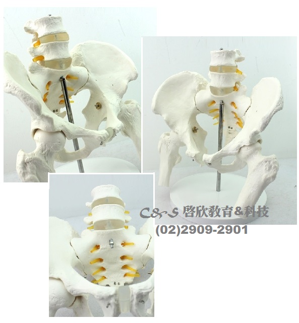 【骨盆/腰椎】模型 *醫療級 1：1 具兩節腰椎&大腿骨(半截) 底座 - 關閉視窗 >> 可點按圖像