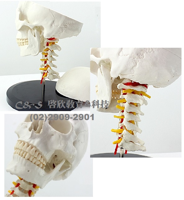 【頭顱骨】模型 *醫療級 1:1 具七節頸椎&神經 血管 3分解 底座