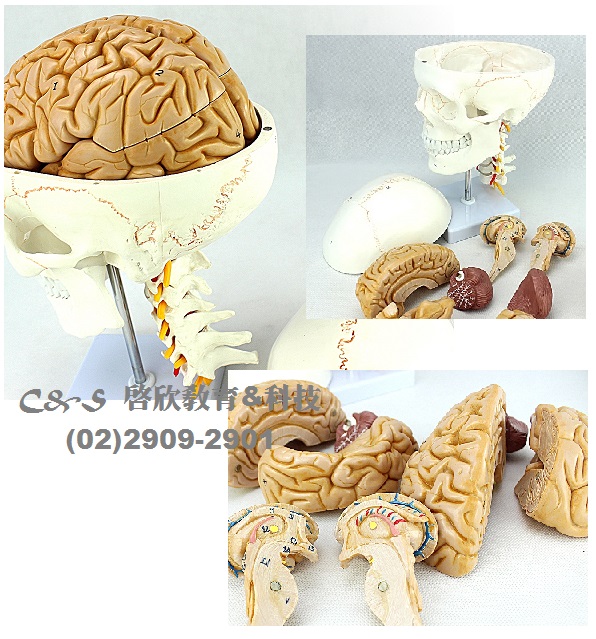 【頭顱骨】模型 *醫療級 1:1 具大腦&七節頸椎 數字標示解說 11分解 底座