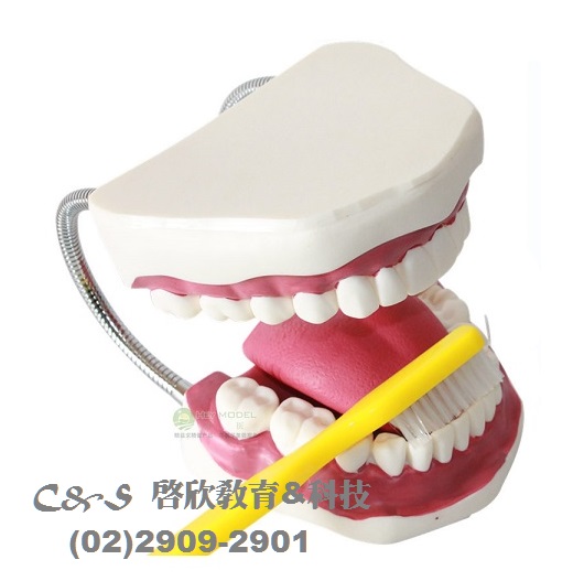 牙齒保健~教學模型