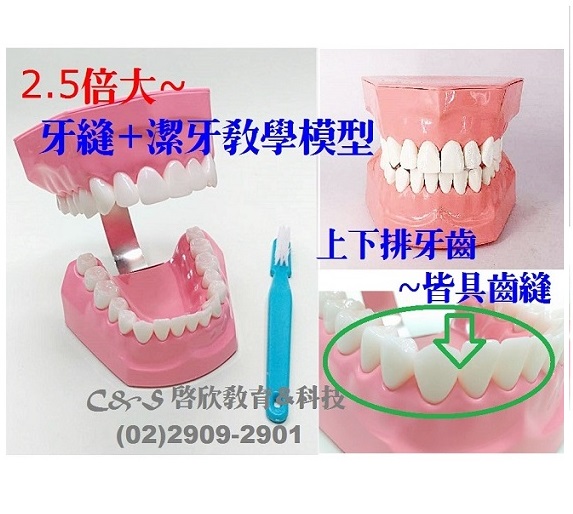 【牙齒】模型 1:2.5 上下排牙齒(全口)~皆具齒縫 *2合一示範教學* 大型牙刷 替代牙線