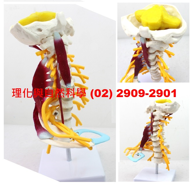 【頸椎】模型 *醫療級 1:1 具頸動脈&神經 腦幹 可拆解 底座