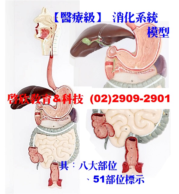 人體消化器官(消化系統 胃 腸...各部位)~教學模型